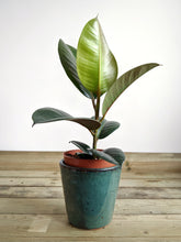 Load image into Gallery viewer, Ficus Elastica Robusta | Baby Rubber Tree