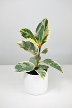 Load image into Gallery viewer, Ficus Elastica Tineke | Baby Rubber Tree Tineke