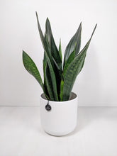 Load image into Gallery viewer, Sansevieria Black Diamond | Snake Plant