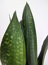 Load image into Gallery viewer, Sansevieria Black Diamond | Snake Plant