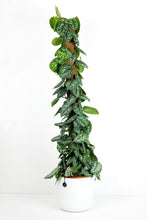 Load image into Gallery viewer, Scindapsus Argyraeus on Moss Pole | Satin Pothos on Moss Pole