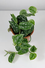 Load image into Gallery viewer, Scindapsus Pictus Trebie | Satin Pothos