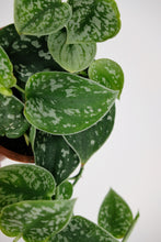 Load image into Gallery viewer, Scindapsus Pictus Trebie | Satin Pothos