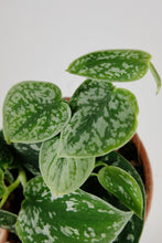Load image into Gallery viewer, Scindapsus Pictus Trebie | Satin Pothos