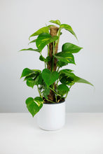 Load image into Gallery viewer, Small Epipremnum Aureum on Moss Pole | Pothos on Moss Pole Small