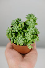 Load image into Gallery viewer, Baby Sedum Burrito | Baby Burrow's Tail