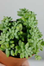 Load image into Gallery viewer, Baby Sedum Burrito | Baby Burrow's Tail