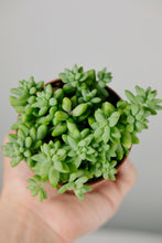 Load image into Gallery viewer, Baby Sedum Burrito | Baby Burrow's Tail
