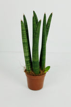 Load image into Gallery viewer, Sanseveria Cylindrica