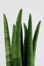 Load image into Gallery viewer, Sanseveria Cylindrica
