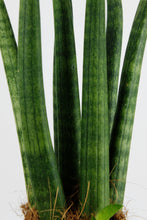 Load image into Gallery viewer, Sanseveria Cylindrica