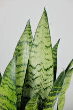 Load image into Gallery viewer, Small Sanseveria Zeylanica | Small Snake Plant
