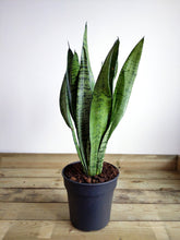 Load image into Gallery viewer, Sanseveria Zeylanica | The Snake Plant
