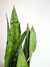 Load image into Gallery viewer, Sanseveria Zeylanica | The Snake Plant