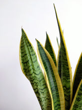 Load image into Gallery viewer, Sansevieria Trifasciata Laurentii | Snake Plant