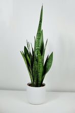 Load image into Gallery viewer, Medium Sanseveria Zeylanica | The Snake Plant Medium