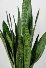 Load image into Gallery viewer, Medium Sanseveria Zeylanica | The Snake Plant Medium