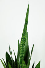 Load image into Gallery viewer, Medium Sanseveria Zeylanica | The Snake Plant Medium