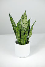 Load image into Gallery viewer, Small Sanseveria Zeylanica | Small Snake Plant