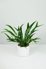 Load image into Gallery viewer, Aglaomorpha coronans | Snake Leaf Fern