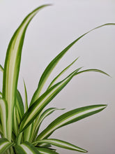 Load image into Gallery viewer, Chlorophytum comosum | The Spider Plant.