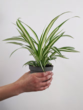 Load image into Gallery viewer, Chlorophytum comosum | The Spider Plant.