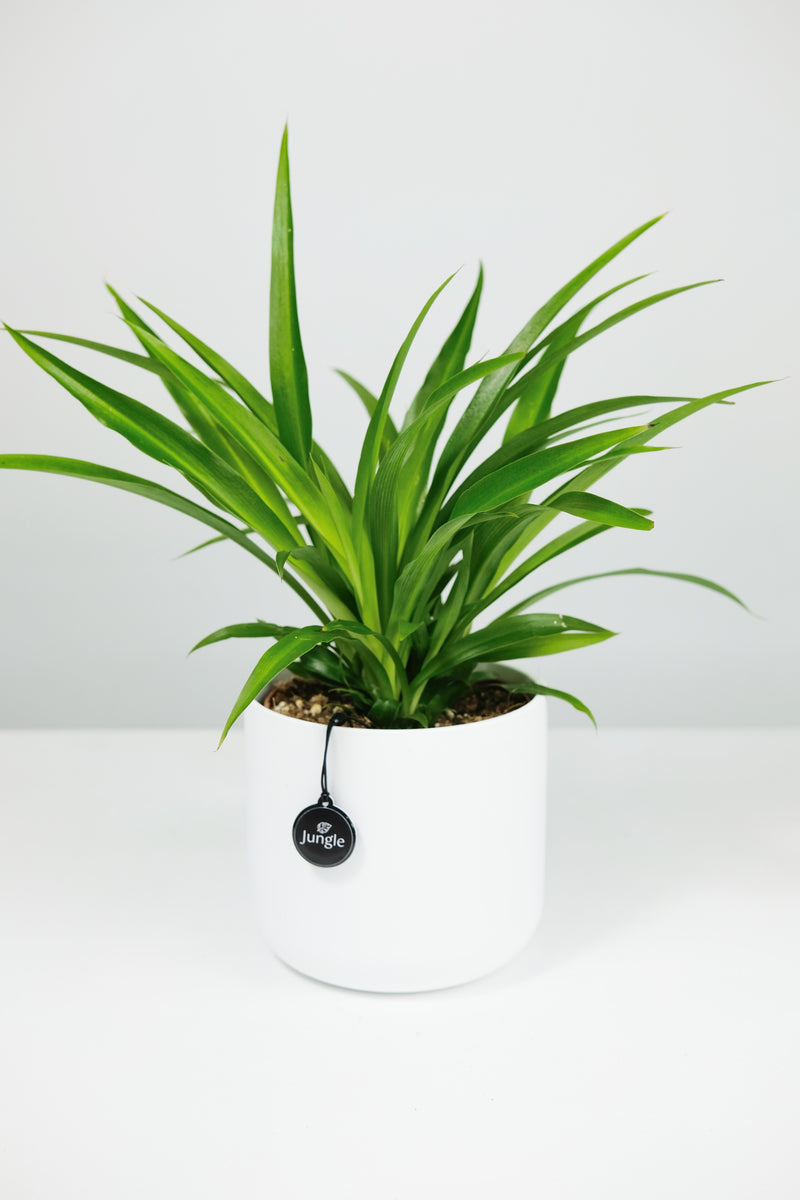 chlorophytum comosum lemon Chlorophytum comosum 'Lemon'