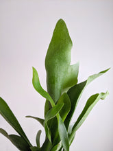 Load image into Gallery viewer, Platycerium bifurcatum | Staghorn Fern
