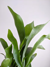 Load image into Gallery viewer, Platycerium bifurcatum | Staghorn Fern