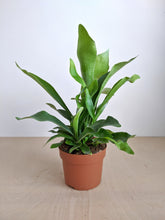 Load image into Gallery viewer, Platycerium bifurcatum | Staghorn Fern