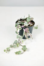 Load image into Gallery viewer, Small Variegated Ceropegia Woodii | Variegated String of Hearts Small