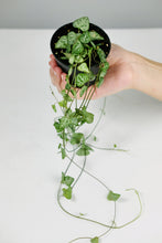 Load image into Gallery viewer, Ceropegia Spades | String of Spades