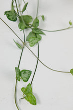 Load image into Gallery viewer, Ceropegia Spades | String of Spades
