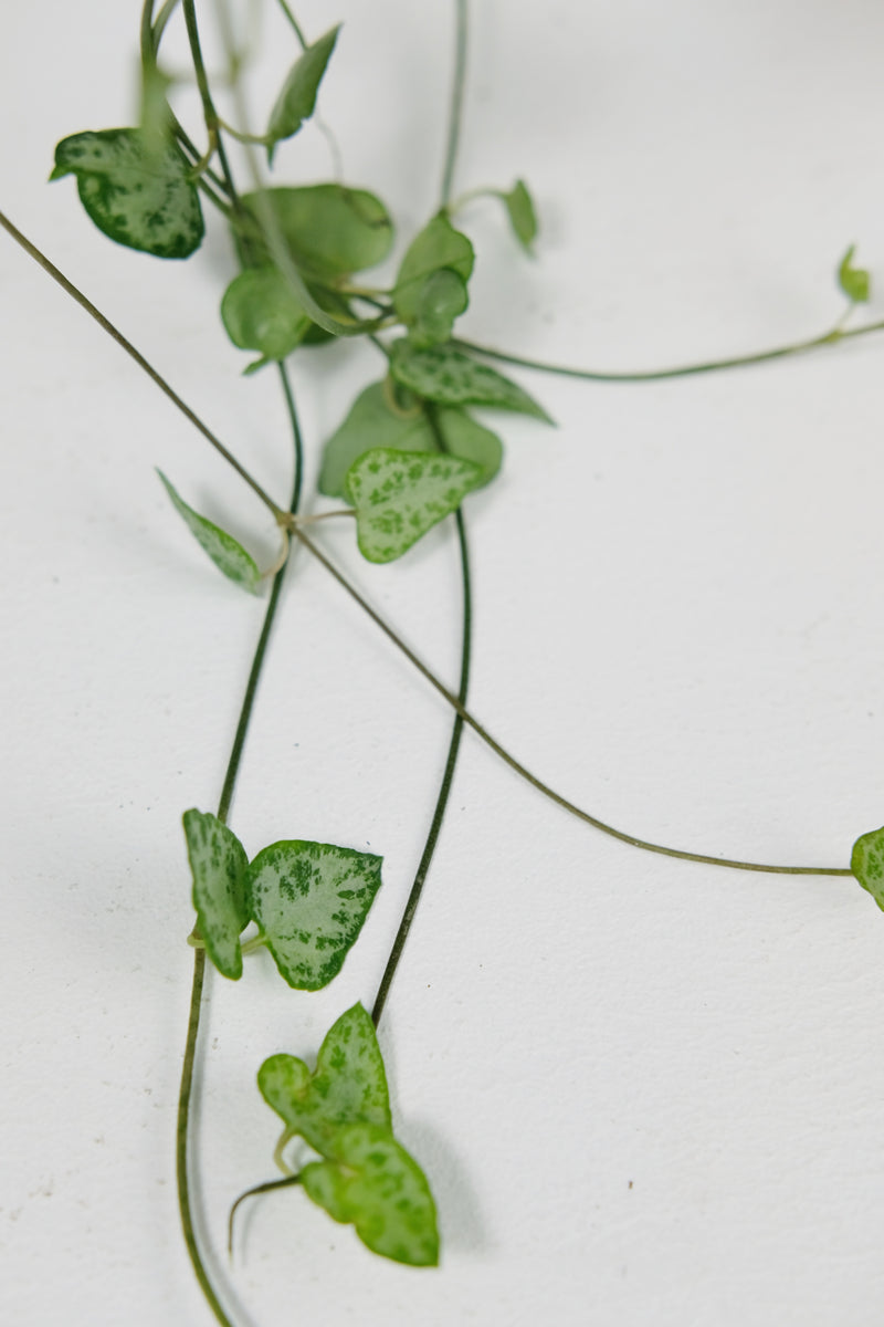 Ceropegia Spades String of Spades Jungle Houseplants