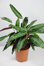 Load image into Gallery viewer, Stromanthe Magicstar (Imperfect)