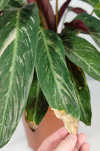 Load image into Gallery viewer, Stromanthe Magicstar (Imperfect)