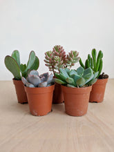 Load image into Gallery viewer, 5 Succulent Lucky Dip