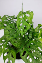 Load image into Gallery viewer, Monstera Adansonii | Swiss Cheese Vine