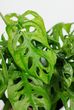 Load image into Gallery viewer, Monstera Adansonii | Swiss Cheese Vine