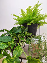 Load image into Gallery viewer, The Trailing Plant Bundle
