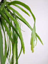 Load image into Gallery viewer, Lepismium Bolivianum | Forest Cacti