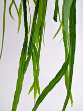 Load image into Gallery viewer, Lepismium Bolivianum | Forest Cacti