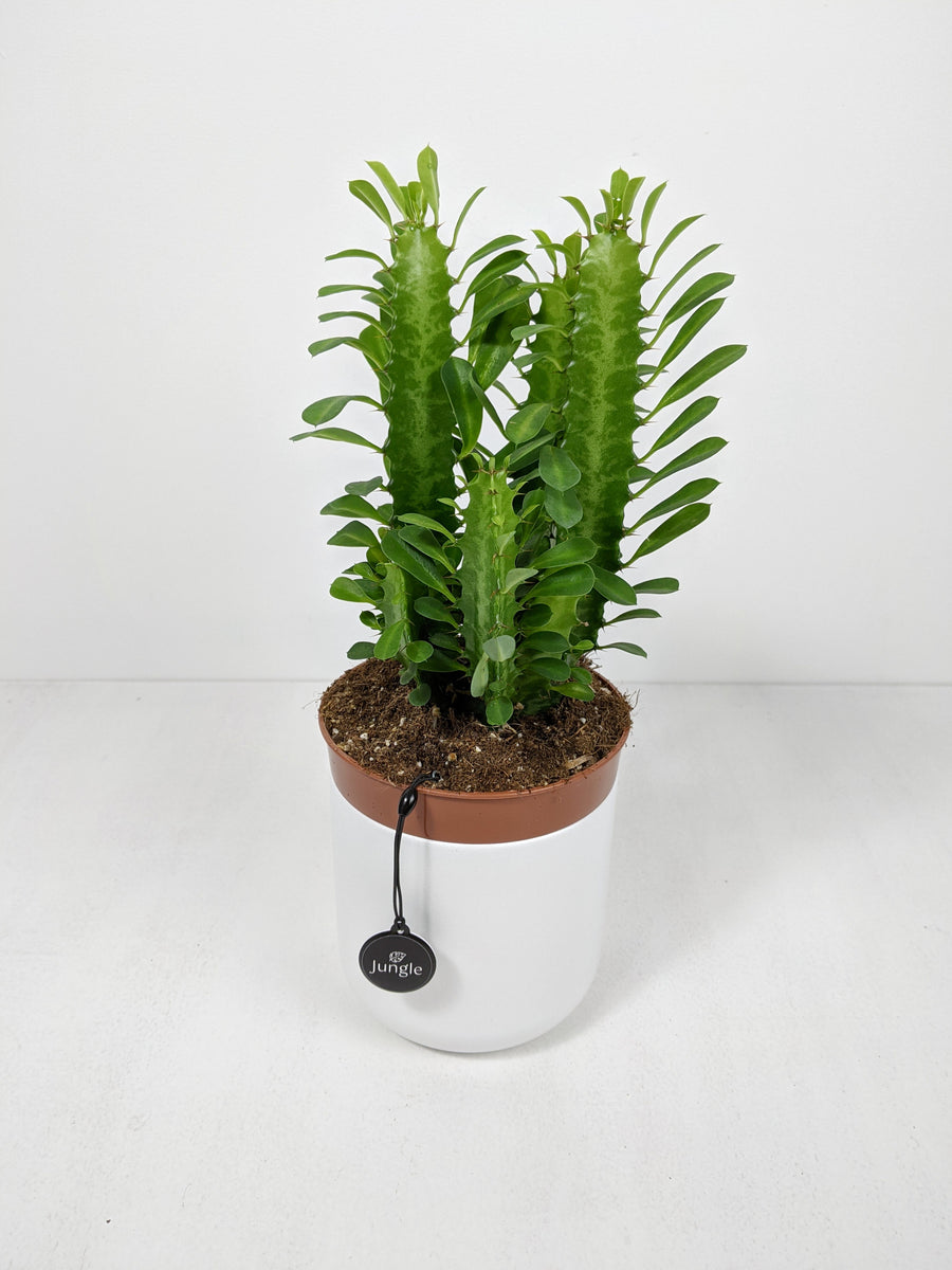 indoor african milk plant Euphorbia Trigona