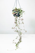 Load image into Gallery viewer, Large Ceropegia Woodii | String of Hearts Large