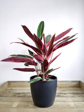 Load image into Gallery viewer, Large Stromanthe Sanguinea Triostar | Stromanthe Triostar.