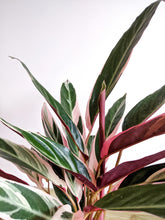 Load image into Gallery viewer, Large Stromanthe Sanguinea Triostar | Stromanthe Triostar.
