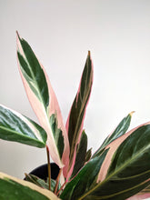 Load image into Gallery viewer, Large Stromanthe Sanguinea Triostar | Stromanthe Triostar.