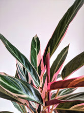 Load image into Gallery viewer, Large Stromanthe Sanguinea Triostar | Stromanthe Triostar.