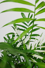 Load image into Gallery viewer, Variegated Chamaedorea Elegans Small | The Variegated Parlour Palm Small