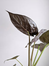 Load image into Gallery viewer, Alocasia Wentii | New Guinea Shield